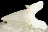 Eocene Otodus Shark Tooth Fossil in Rock - Huge Tooth! #171287-1